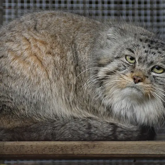 イフラヴァ動物園のマカルーの写真