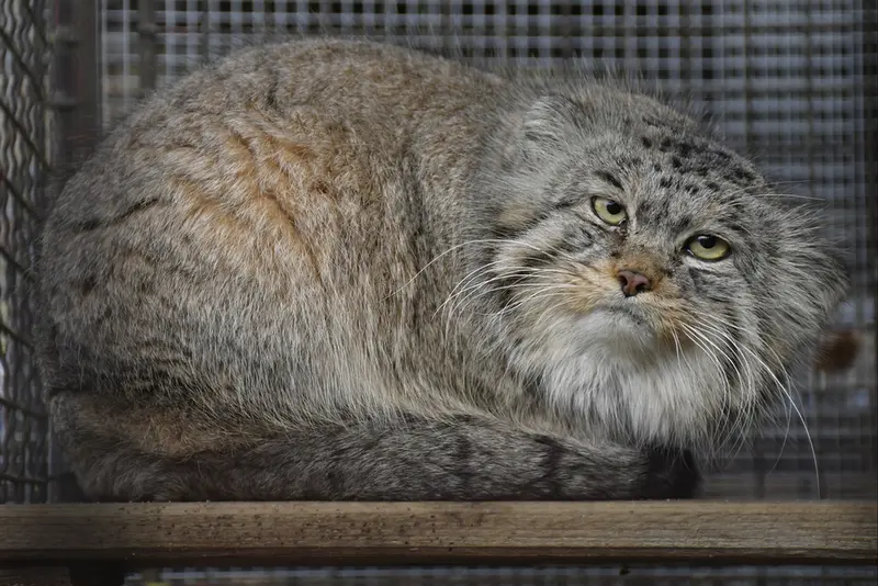 イフラヴァ動物園のマカルーの写真