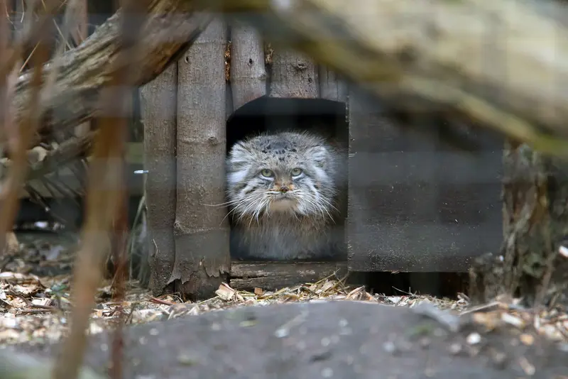 ワルシャワ動物園のジェシーの写真