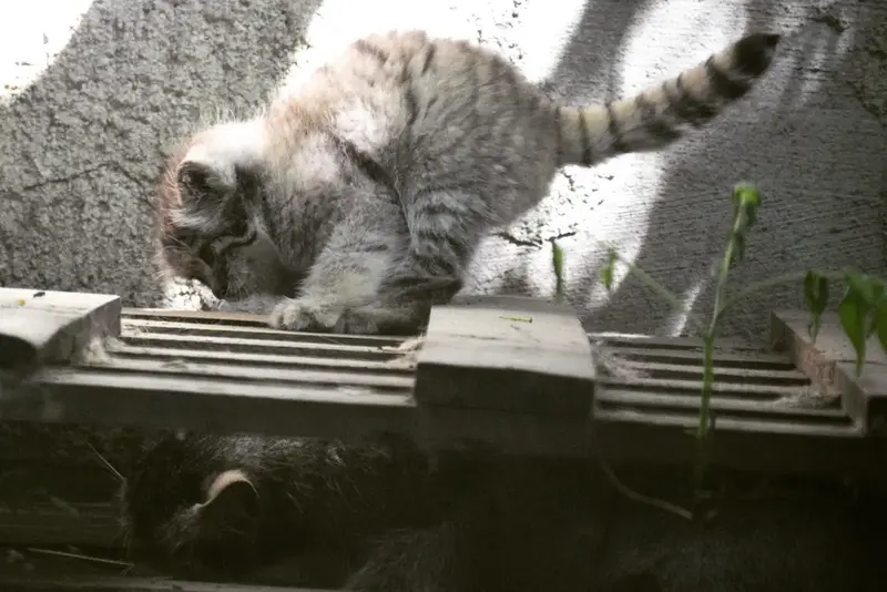 ブダペスト動物園&植物園のマヌルネコの写真