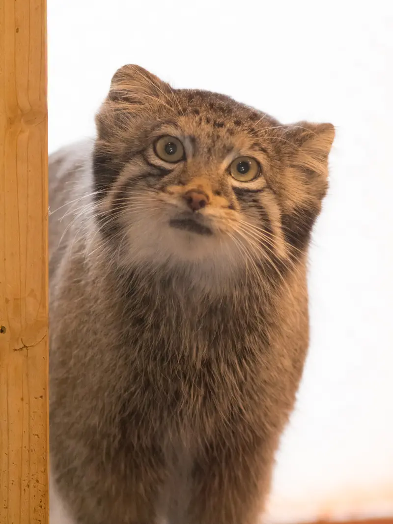 埼玉県こども動物自然公園のオトの写真