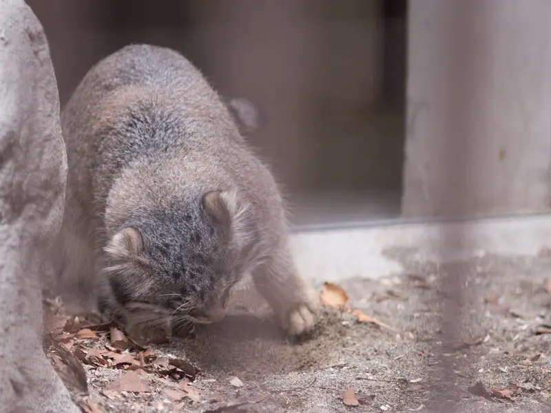 野毛山動物園のフィーガの写真