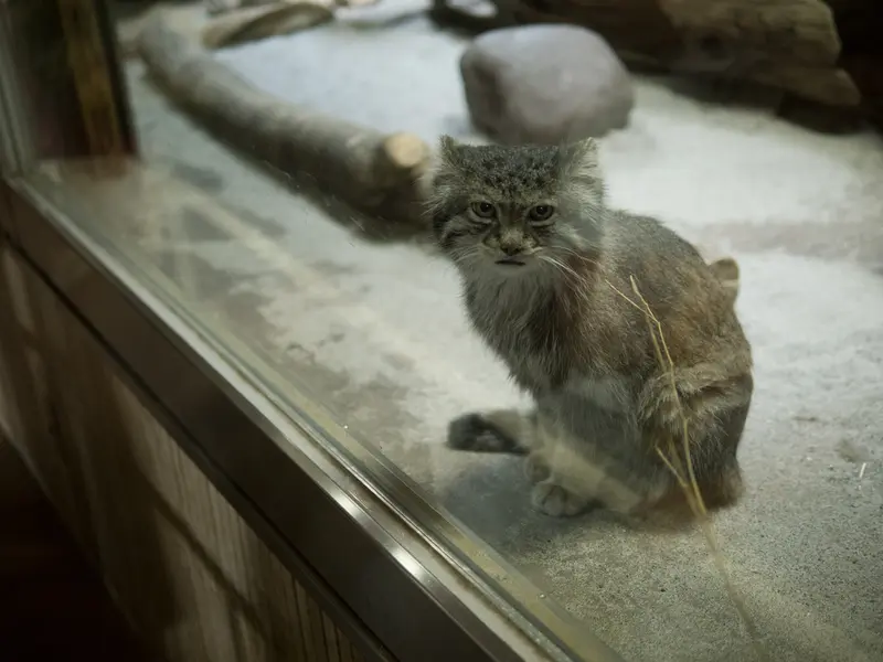 恩賜上野動物園のクリョンの写真