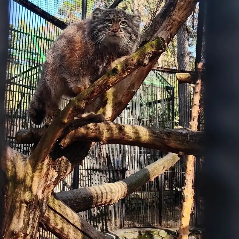ノヴォシビルスク動物園のマヌルネコの写真