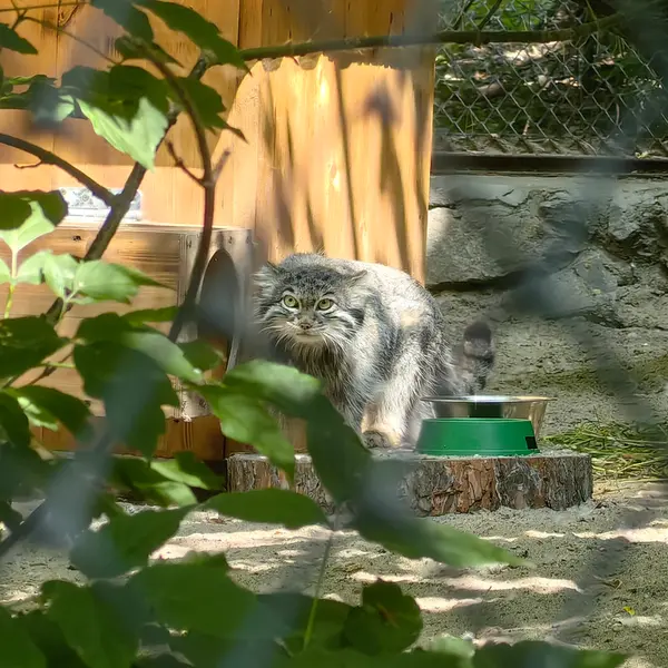 ノヴォシビルスク動物園のスネジンカの写真