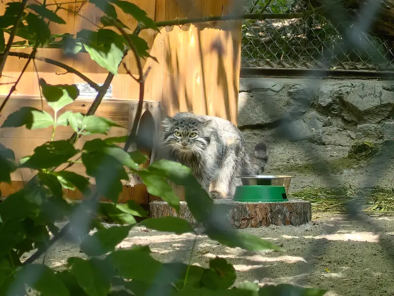ノヴォシビルスク動物園のスネジンカの写真