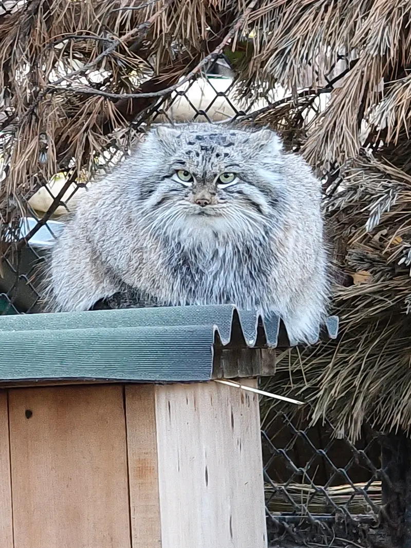 ノヴォシビルスク動物園のスネジンカの写真