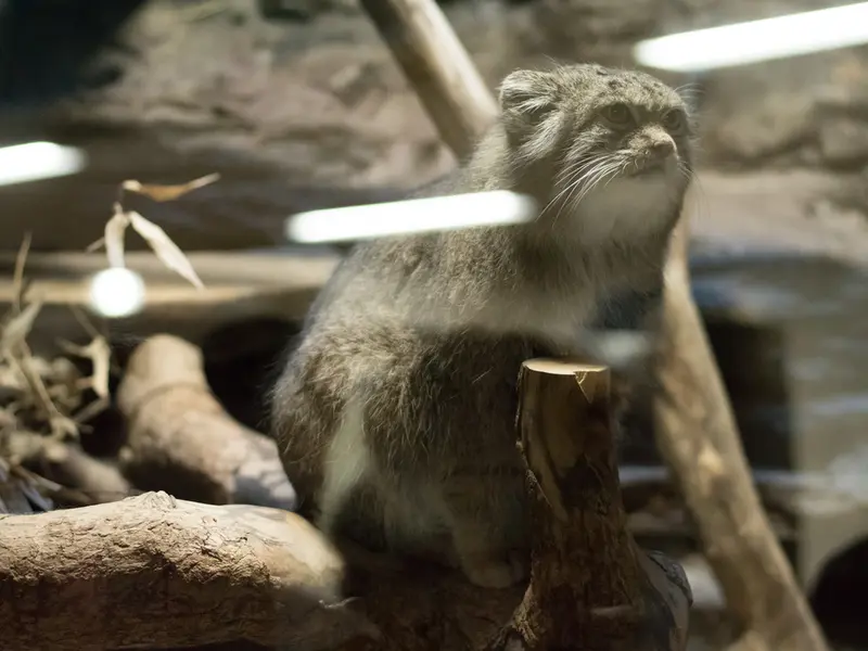 恩賜上野動物園のクリョンの写真