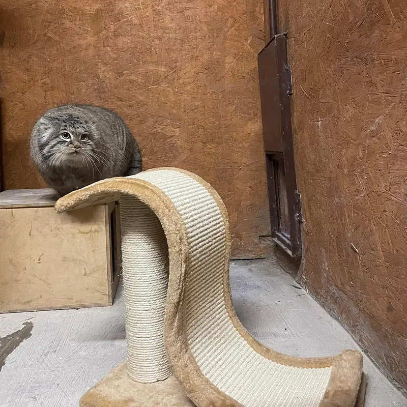 ポズナン新動物園のマゼランの写真