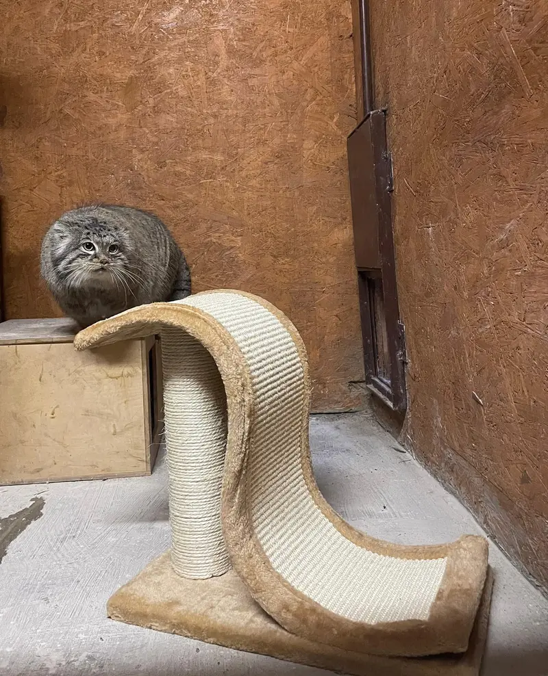 ポズナン新動物園のマゼランの写真