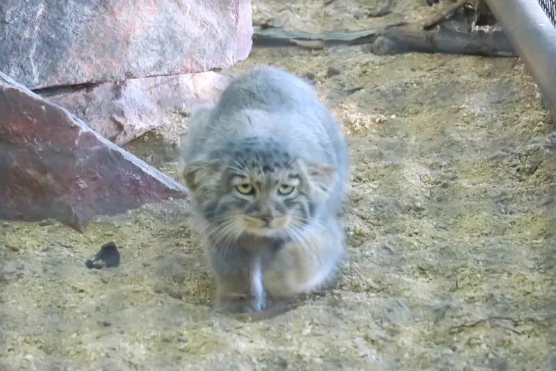 ブルノ動物園のマヌルネコの写真