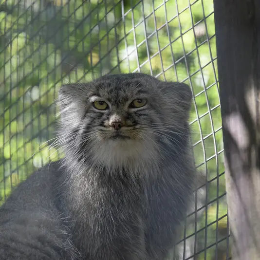 コシツェ動物園のアイセンの写真
