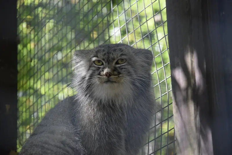 コシツェ動物園のアイセンの写真