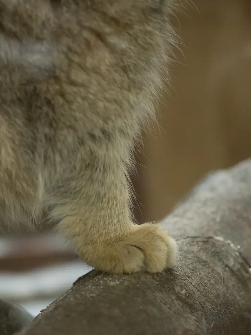 恩賜上野動物園のプリームラの写真