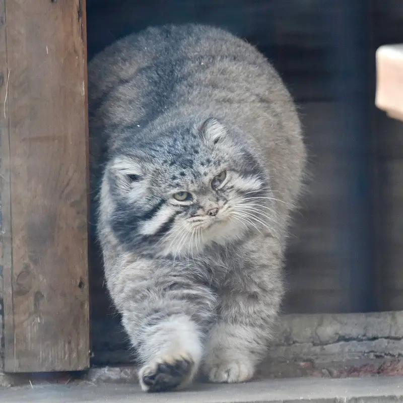 モスクワ動物園のヴァディムの写真
