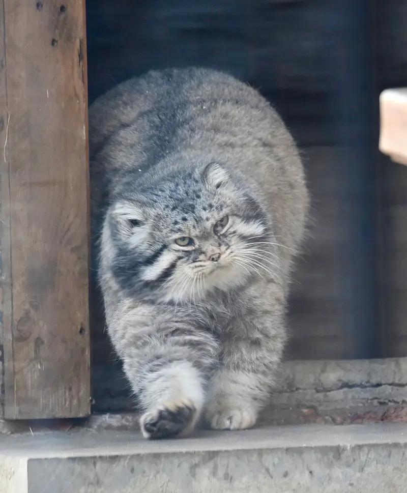 モスクワ動物園のヴァディムの写真