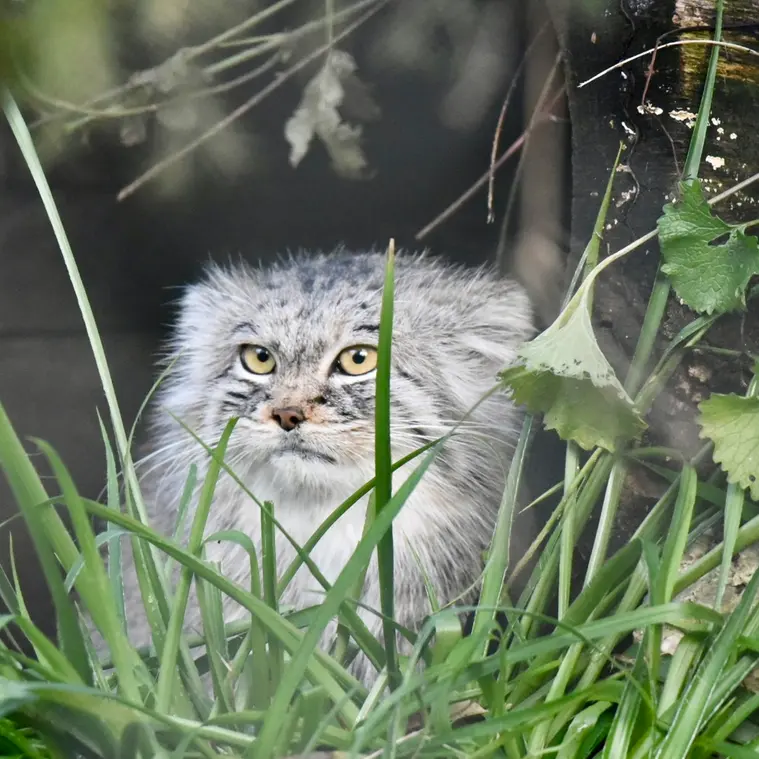 ヘラブルン動物園のスタブシの写真