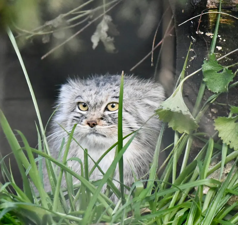 ヘラブルン動物園のスタブシの写真