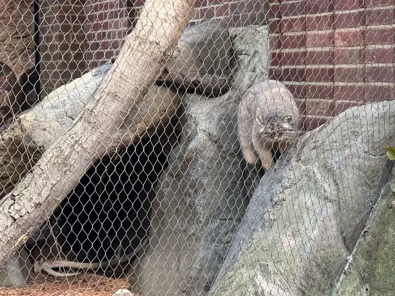 プロスペクト・パーク動物園のサルナイの写真