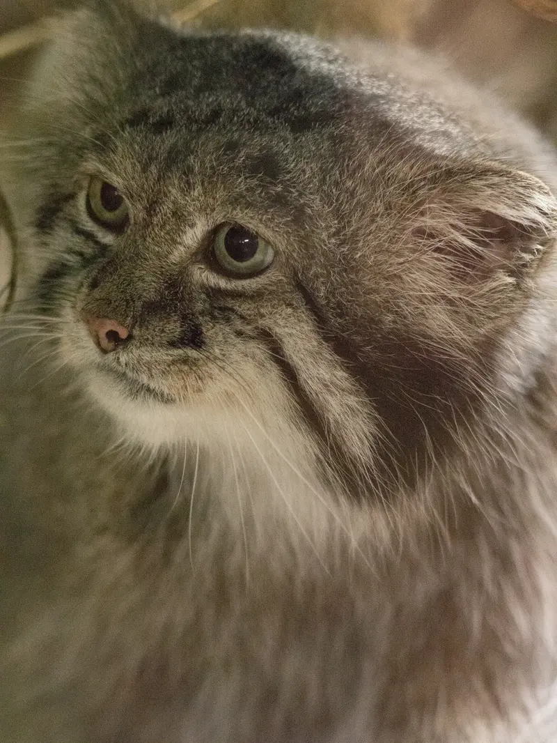 恩賜上野動物園のクリョンの写真