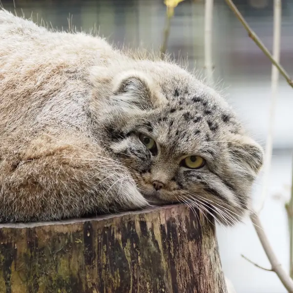グダニスク動物園のザヤの写真