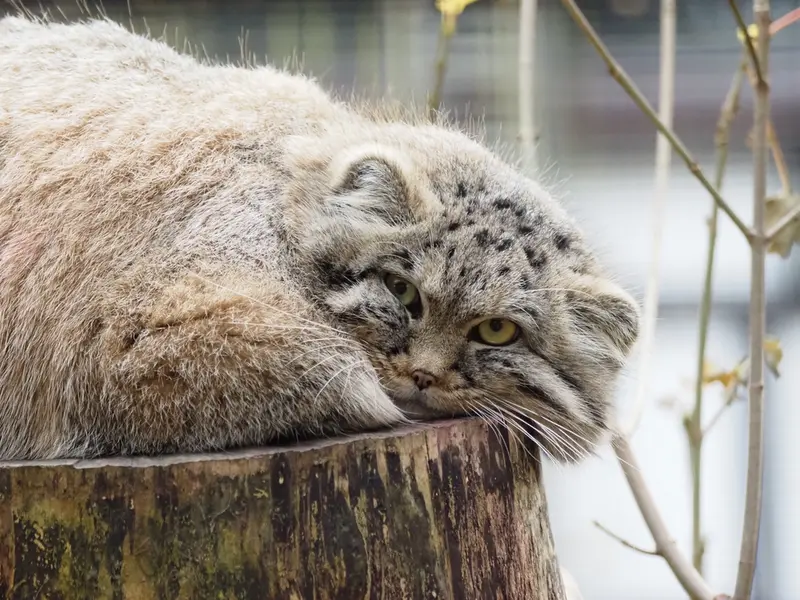 グダニスク動物園のザヤの写真