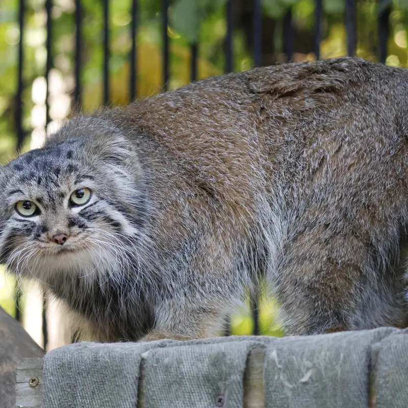 ノヴォシビルスク動物園のガビの写真