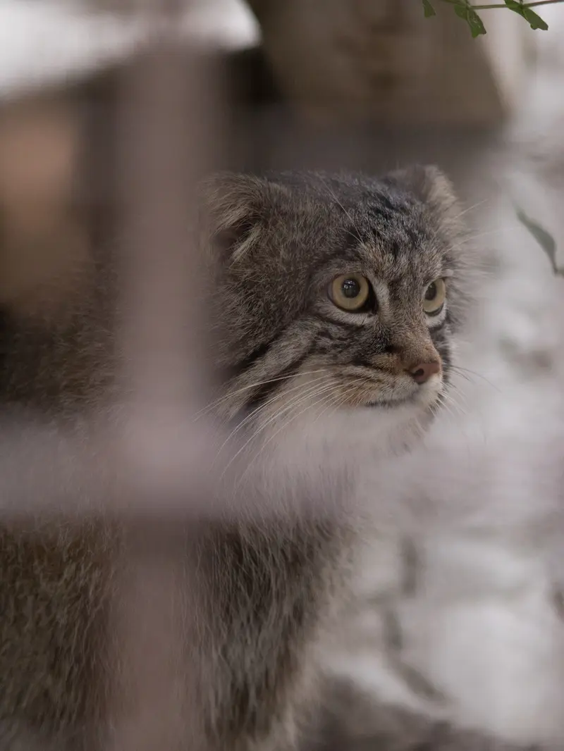 野毛山動物園のフィーガの写真