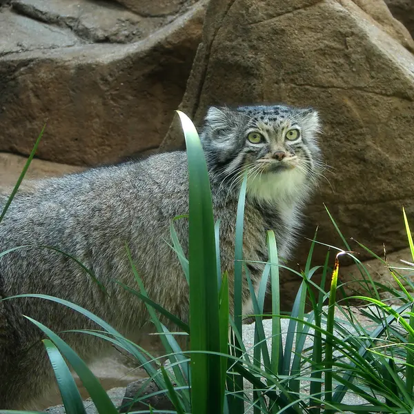 神戸市立王子動物園のモチの写真