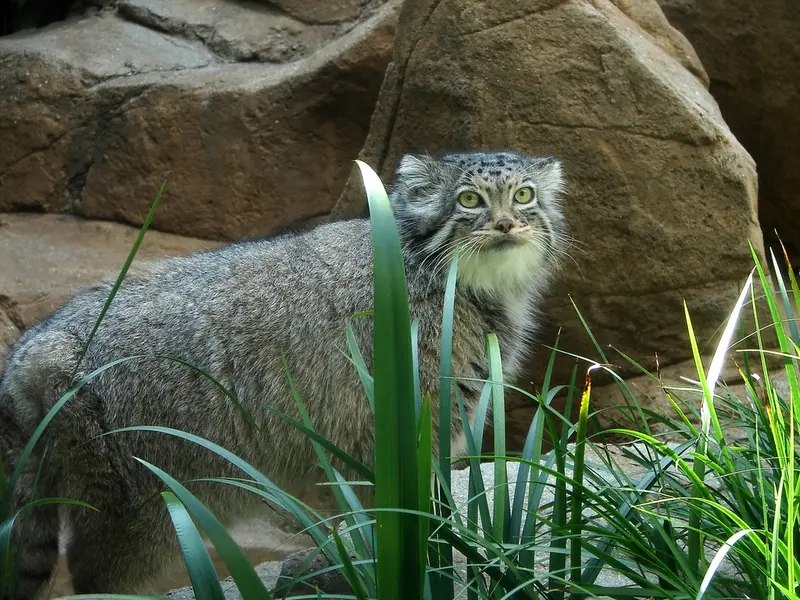 神戸市立王子動物園のモチの写真