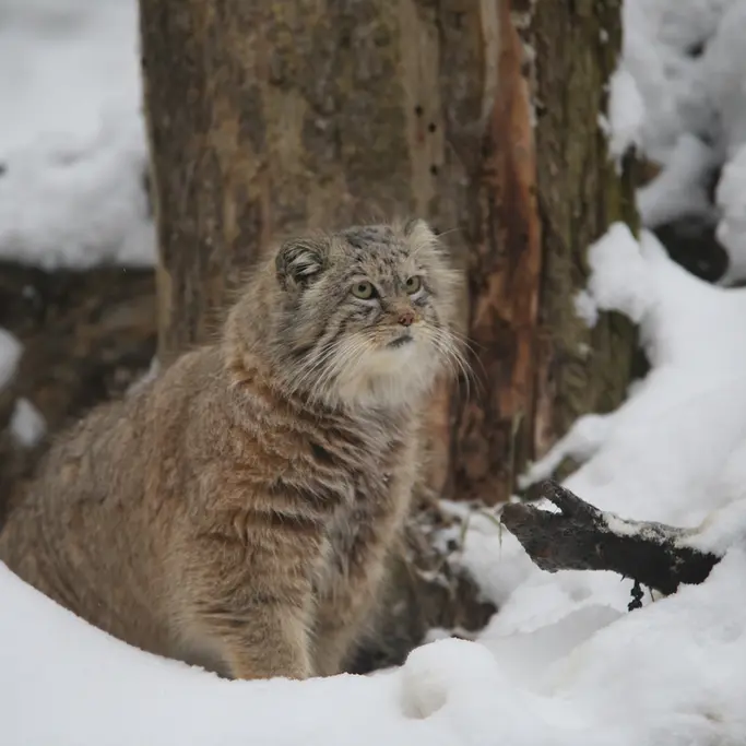 グダニスク動物園のマヌエルの写真