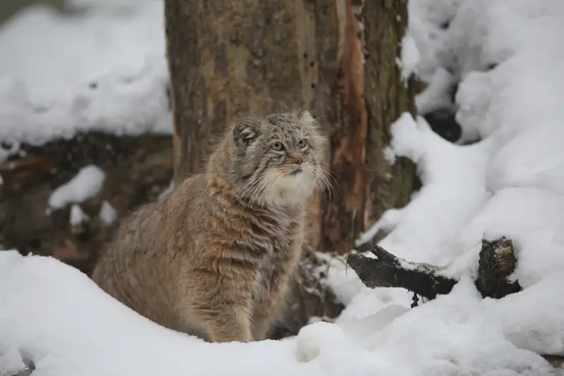 グダニスク動物園のマヌエルの写真