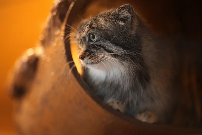 旭山動物園のロータスの写真