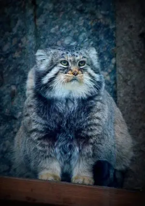 モスクワ動物園のヴァディムの写真