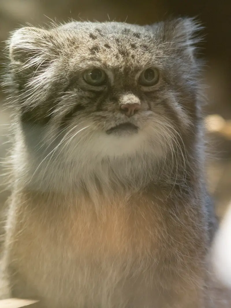 恩賜上野動物園のクリョンの写真