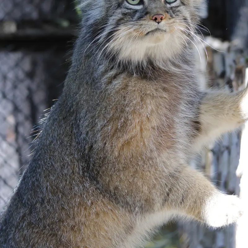 ノヴォシビルスク動物園のジョージの写真
