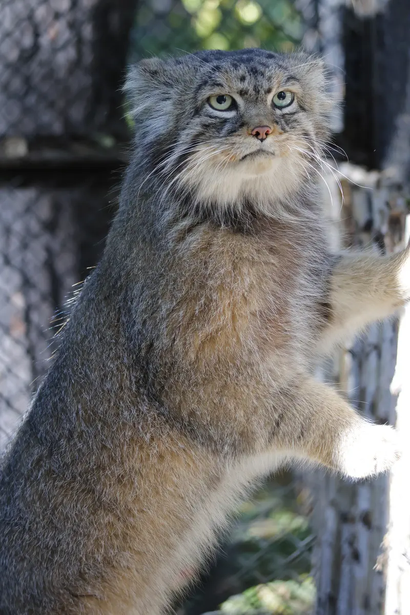 ノヴォシビルスク動物園のジョージの写真