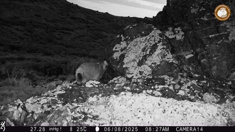 ジランディカメラトラップで撮影したOtocolobus manul manulの写真