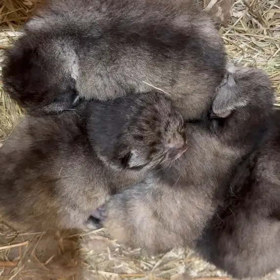 レニングラード動物園のマヌルネコの写真