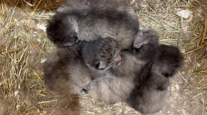 信じられないほどふわふわでかわいい！
