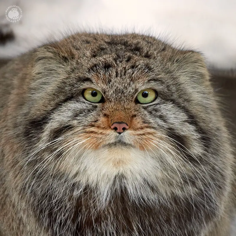 ノヴォシビルスク動物園のマヌルネコのミアの息子 2022 Ⅲ