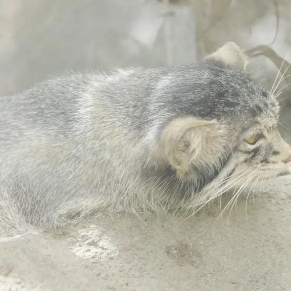 神戸どうぶつ王国のマヌルネコの写真