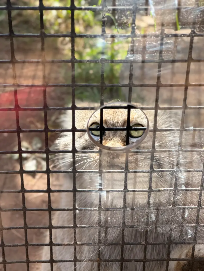 エルムウッド・パーク動物園のレザの写真