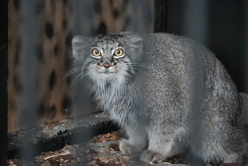 ごかつら池どうぶつパークのマヌルネコの写真