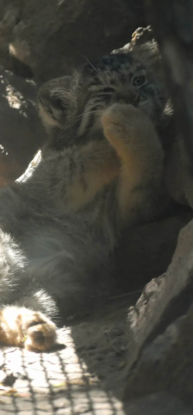 ブダペスト動物園＆植物園のボブの写真