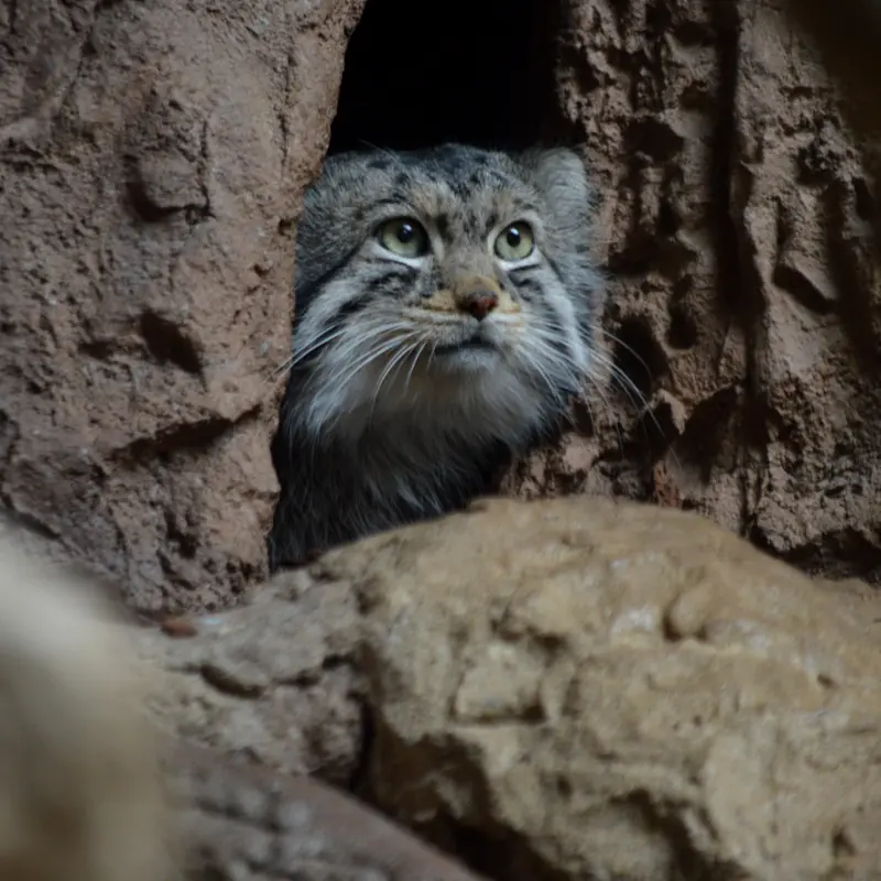 バーミングハム動物園のバタールの写真