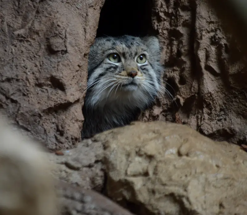 バーミングハム動物園のバタールの写真