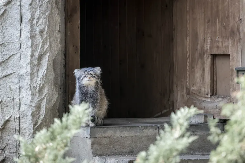 モスクワ動物園のティモフェイの写真