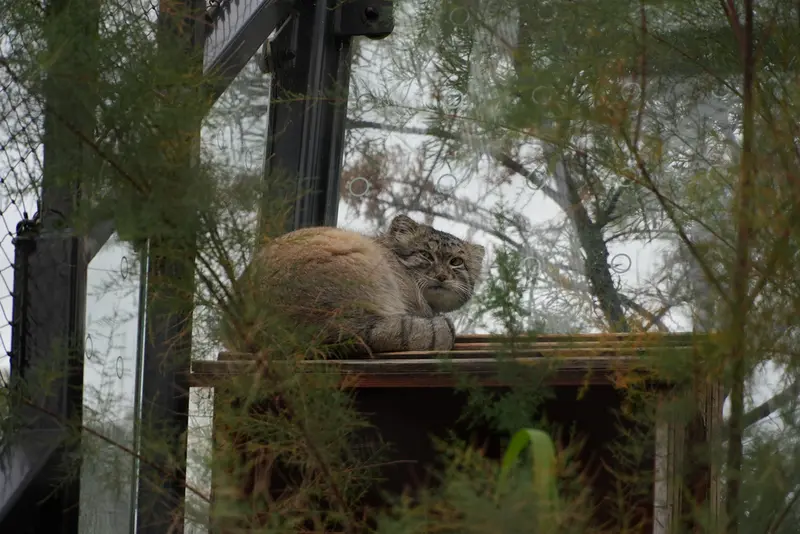 プラハ動物園のスパイの写真