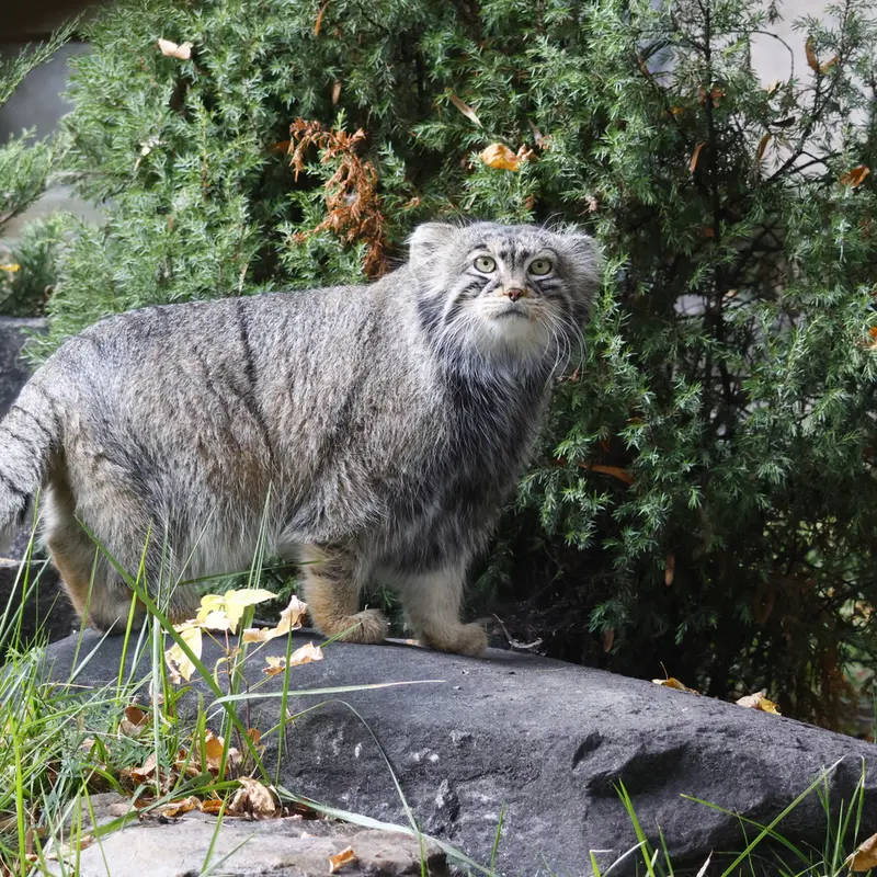 モスクワ動物園のティモフェイの写真